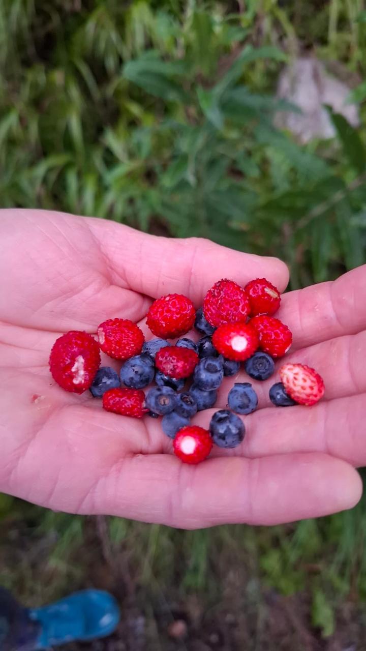 Lee más sobre el artículo ARANDANOS Y FRUTILLAS en el bosque